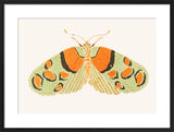 The Peach Moth Framed Art Print by David Van Berckel
