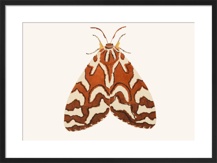 The Lapland Tiger Moth Framed Art Print by David Van Berckel