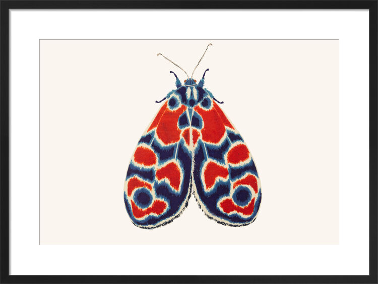 The Burnet Moth Framed Art Print by David Van Berckel