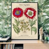 Flora Magnifica Poppy Poster Framed Print