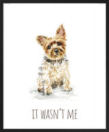 Yorkshire Terrier Framed Art Print by Louise Nisbet