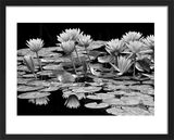 Pond Abundance Framed Art Print by Dennis Frates