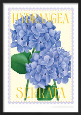 Hydrangea Serrata Framed Art Print by Tall Boy Prints