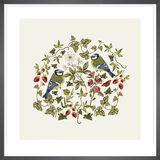 Woodland Blue Tits Framed Art Print by Tall Boy Prints