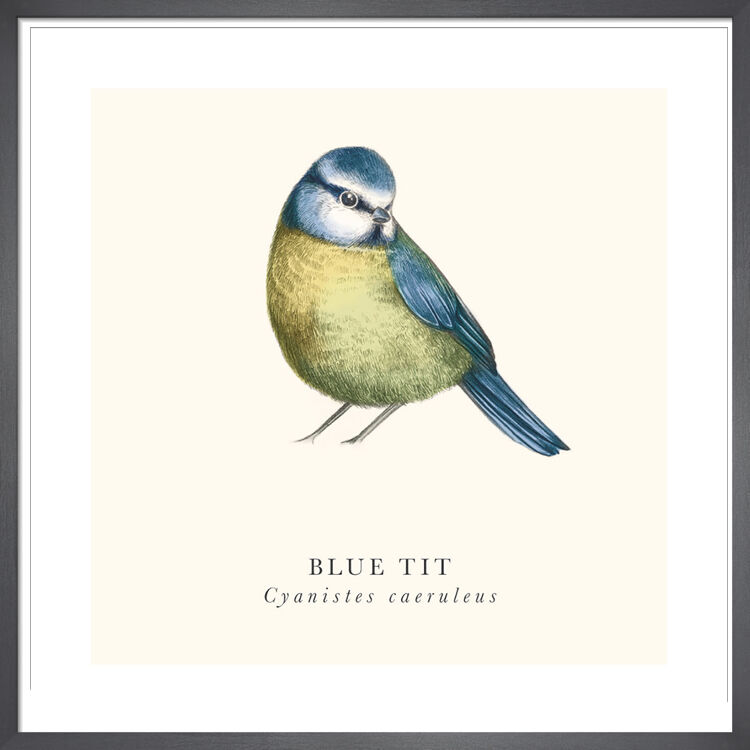 Blue Tit Framed Art Print by Tall Boy Prints