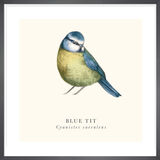Blue Tit Framed Art Print by Tall Boy Prints