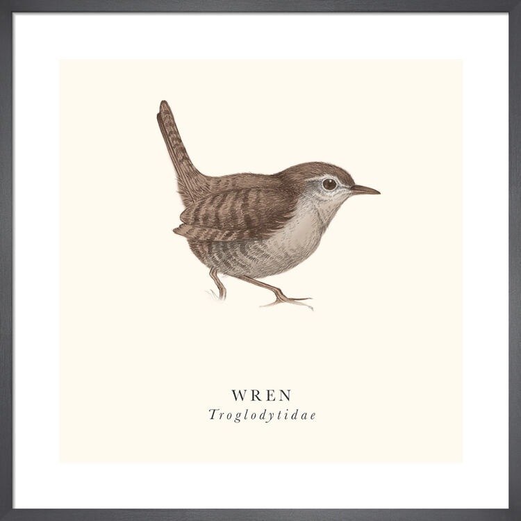Wren Framed Art Print by Tall Boy Prints