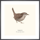 Wren Framed Art Print by Tall Boy Prints