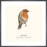 Robin Framed Art Print by Tall Boy Prints