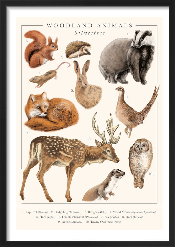 Woodland Animals Framed Art Print by Tall Boy Prints