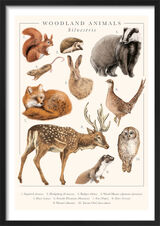 Woodland Animals Framed Art Print by Tall Boy Prints