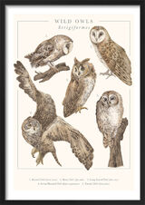 Wild Owls Framed Art Print by Tall Boy Prints
