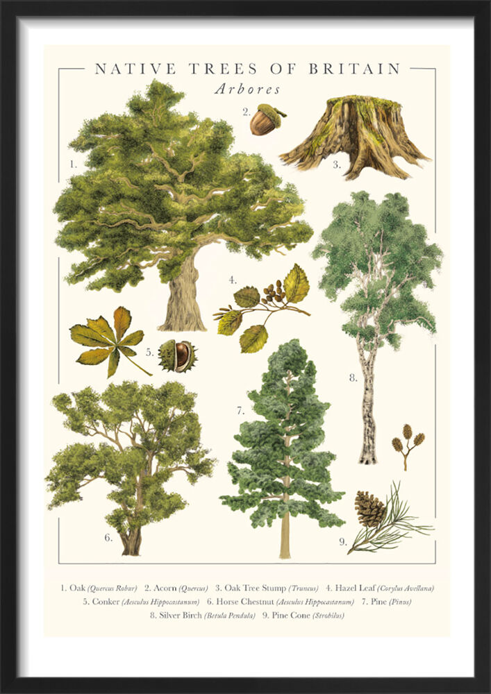 Native Trees of Britain Framed Art Print by Tall Boy Prints