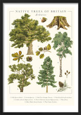 Native Trees of Britain Framed Art Print by Tall Boy Prints