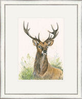 The Observer - Stags Framed Limited Edition Art Print by Kay Johns