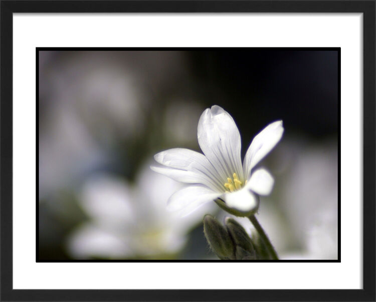Spring Framed Art Print by Anonymous Artist