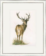 Highlander - Stags Framed Limited Edition Art Print by Kay Johns