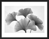 Ginko Fan Framed Art Print by Dennis Frates