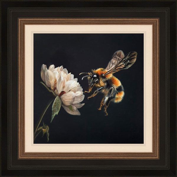The Pollinator - Bee Framed Limited Edition Art Print by Sarah Eden