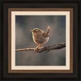 Small and Mighty - Wren Framed Limited Edition Art Print by Sarah Eden
