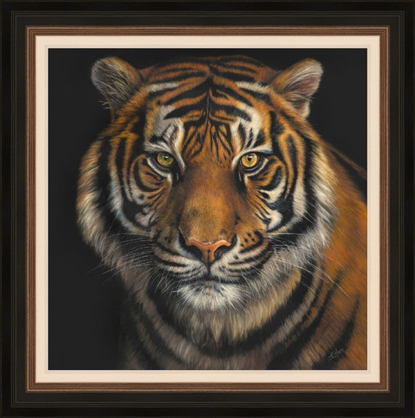 Hungry Eyes - Tiger Framed Limited Edition Art Print by Sarah Eden