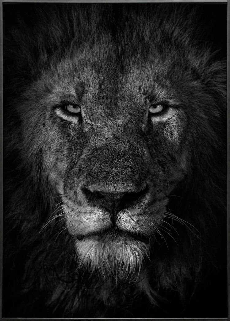 Mala Mala Portrait Premium Framed Art Print by Mario Moreno