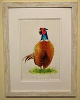 Pheasant Framed Pen and Ink Original Art by Clare Thompson