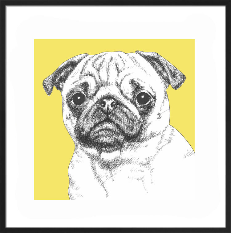 Pug Framed Print By Clare Thompson