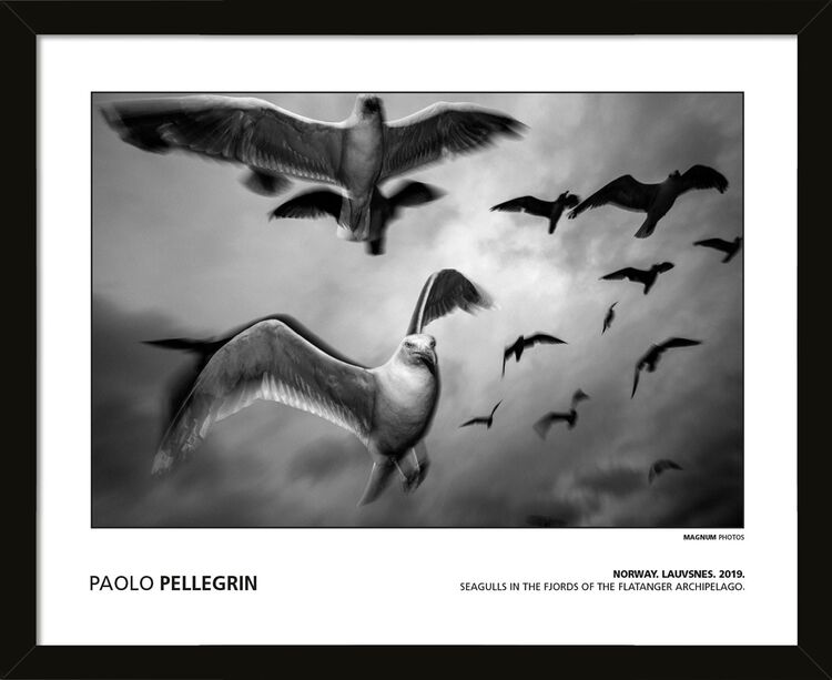 Paolo Pellegrin - Norway.Lauvsnes. 2019. Seagulls in the Fjords of the Flatanger Archipelago