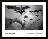 Paolo Pellegrin - Norway.Lauvsnes. 2019. Seagulls in the Fjords of the Flatanger Archipelago