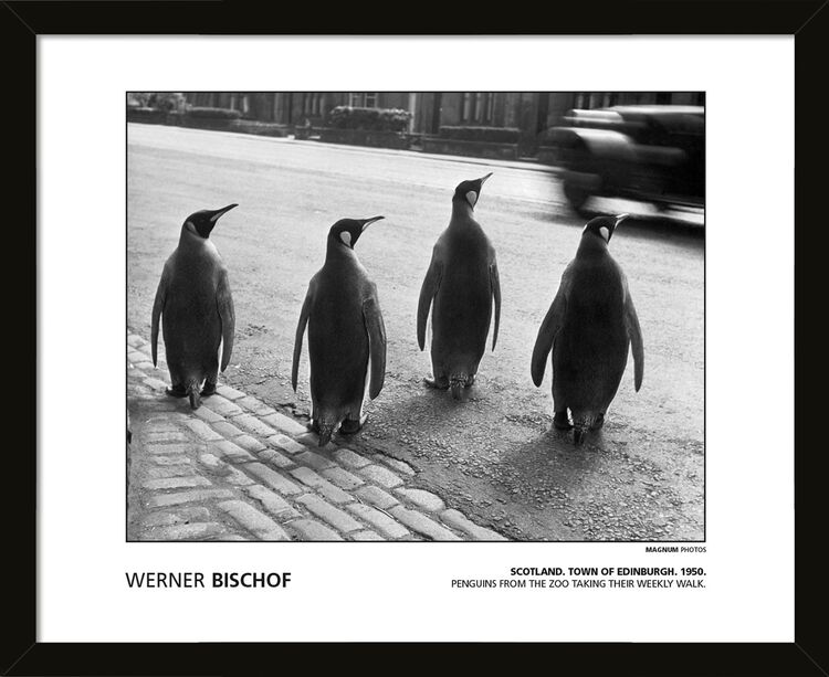 Werner Bischet - Scotland. Town of Edinburgh. !950. Penguins from the Zoo taking their weekly walk