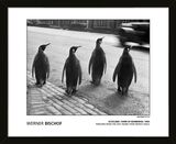 Werner Bischet - Scotland. Town of Edinburgh. !950. Penguins from the Zoo taking their weekly walk