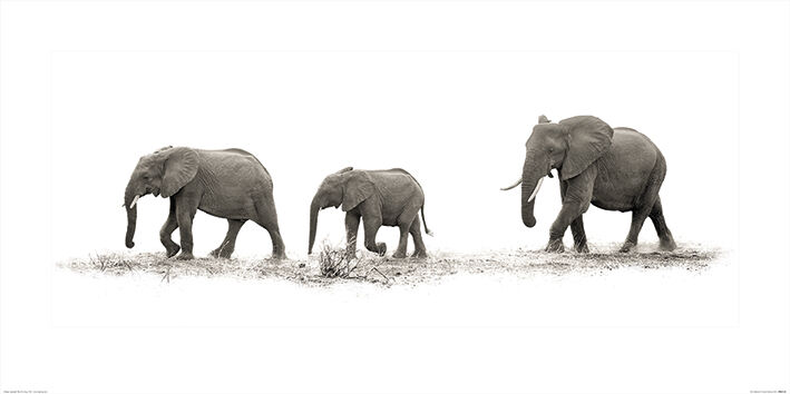 The Elephants Art Print by Mario Moreno
