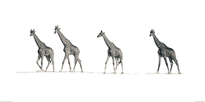 The Giraffes Art Print by Mario Moreno