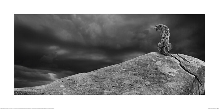 Cheetah on The Rocks Art Print by Mario Moreno