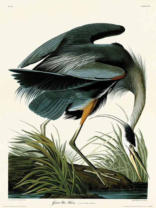 Great Blue Heron Framed Art Print by John James Audubon