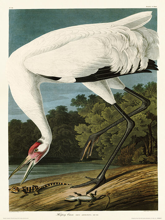 Hooping Crane Framed Art Print by John James Audubon
