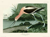 American Avocet Framed Art Print by John James Audubon