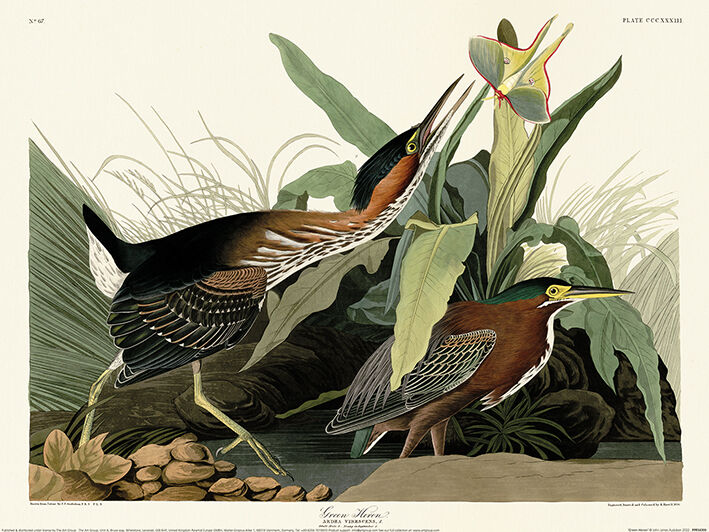 Green Heron Framed Art Print by John James Audubon