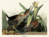 Green Heron Framed Art Print by John James Audubon