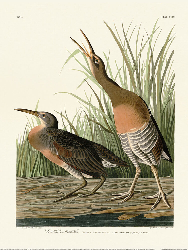 Salt Water Marsh Hen Framed Art Print by John James Audubon