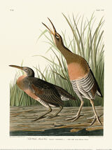 Salt Water Marsh Hen Framed Art Print by John James Audubon