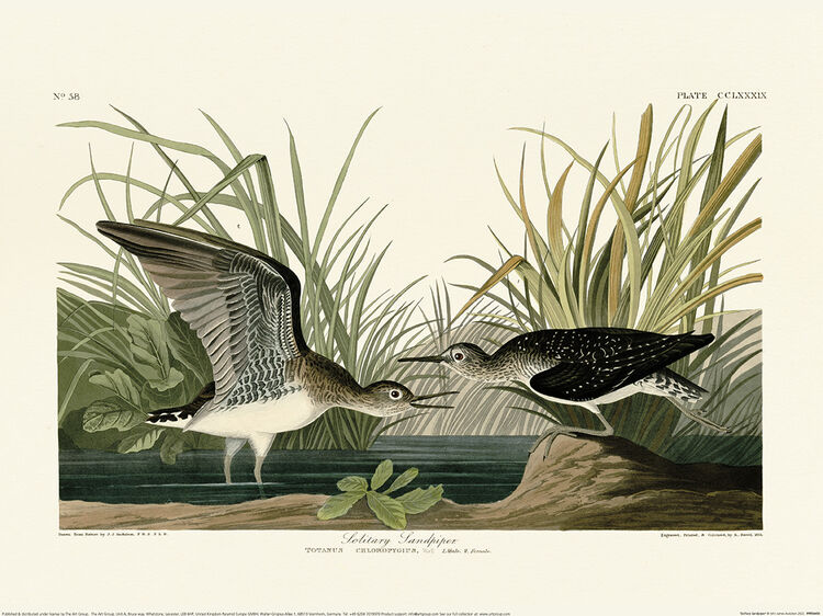 Solitary Sandpiper Framed Art Print by John James Audubon