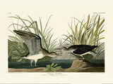 Solitary Sandpiper Framed Art Print by John James Audubon