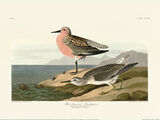 Red-breasted Sandpiper Framed Art Print by John James Audubon
