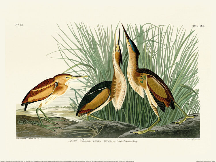 Least Bittern Framed Art Print by John James Audubon