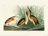 Least Bittern Framed Art Print by John James Audubon