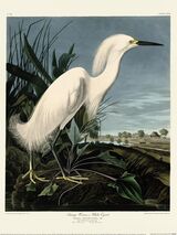 Snowy Heron Framed Art Print by John James Audubon