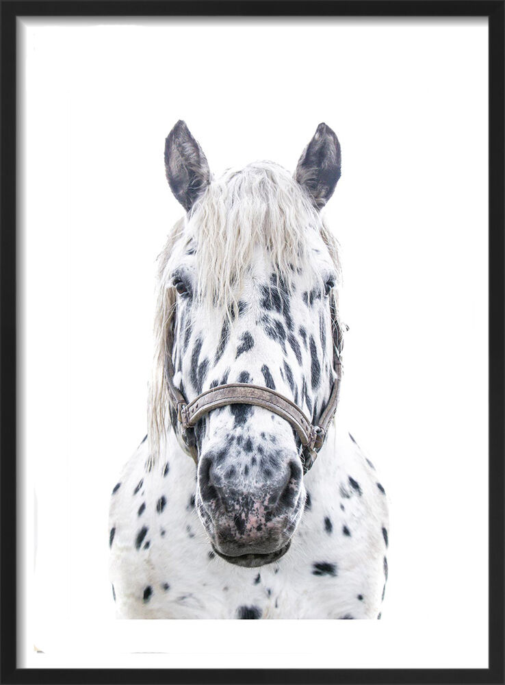 Leopard Appaloosa Horse Framed Art Print by Victoria Frost