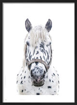 Leopard Appaloosa Horse Framed Art Print by Victoria Frost